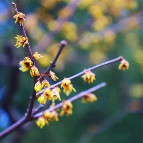 蠟梅|蜡梅（蜡梅科蜡梅属植物）